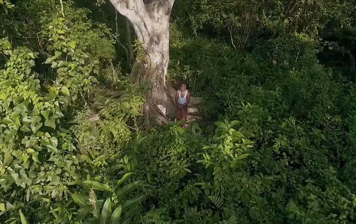 По дереву в день в течение 40 лет: мужчина в одиночку посадил лес