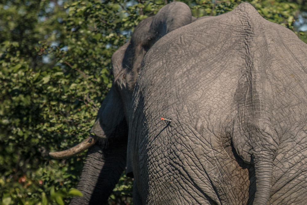 Человек и слон: 10 фактов о самых больших наземных млекопитающих планеты
