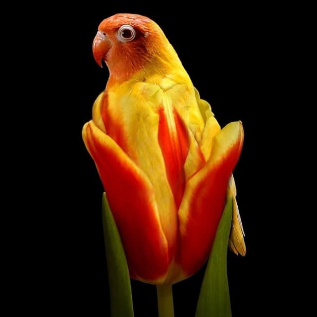 Художники создали необычных гибридов животных и растений с помощью Photoshop