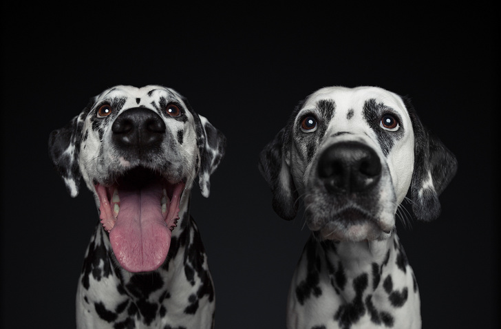 Серия выразительных портретов, на которых запечатлели характер собак разных пород. ФОТО
