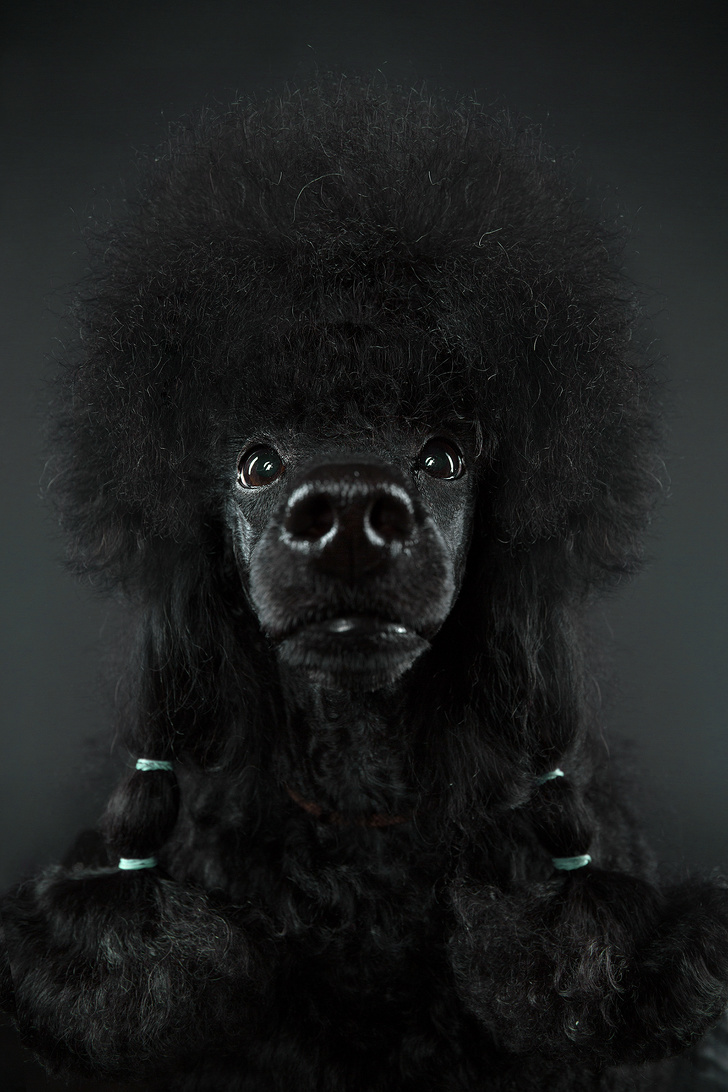Серия выразительных портретов, на которых запечатлели характер собак разных пород. ФОТО