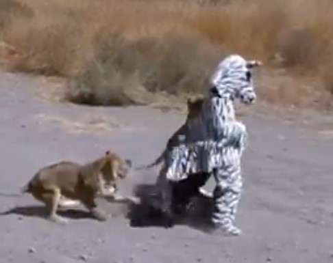 Два парня оделись, как зебра в саванне, львам эта затея пришлась не по вкусу. ВИДЕО