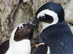 У пингвинов-геев появился ребенок 