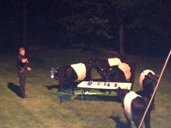 Коровы отняли пиво у гостей вечеринки