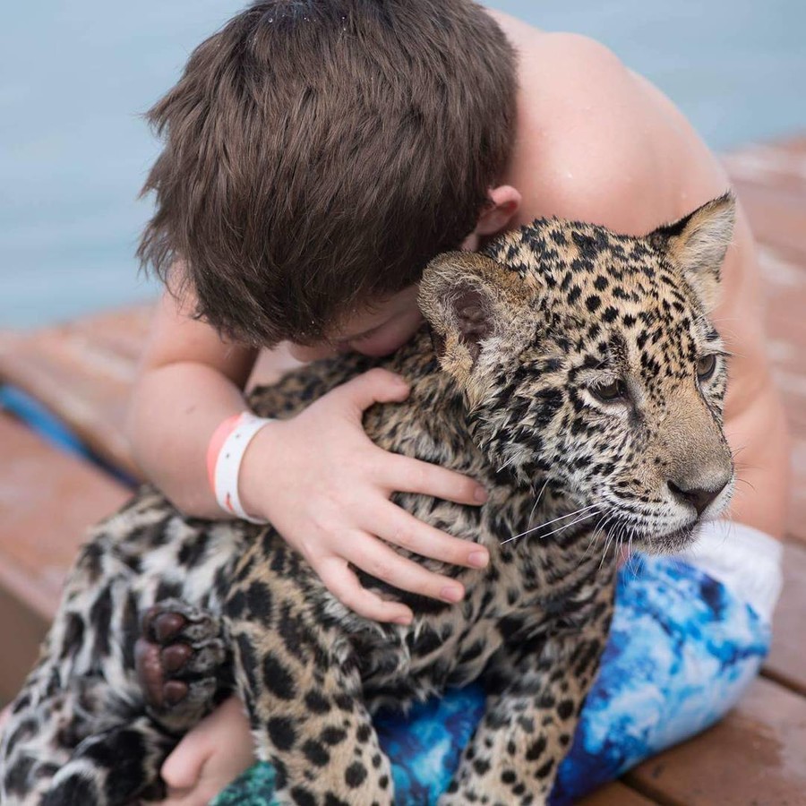 Экстремальный отдых: Курорт, где можно искупаться с пантерой и ягуаром в океане 