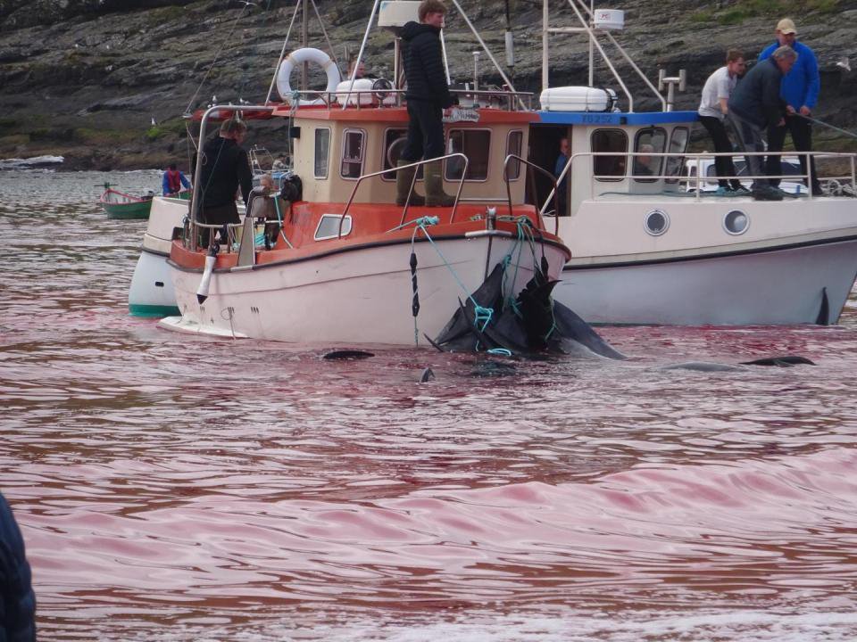 Море стало красным от крови - показали ужасающие кадры китовой рыбалки