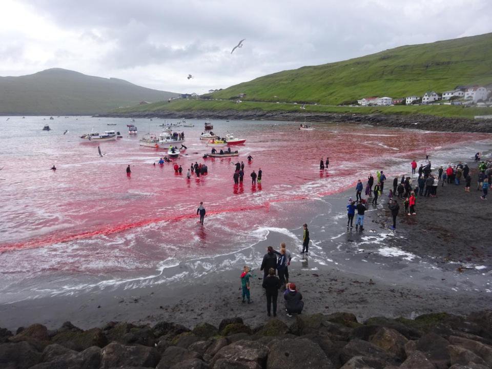 Море стало красным от крови - показали ужасающие кадры китовой рыбалки