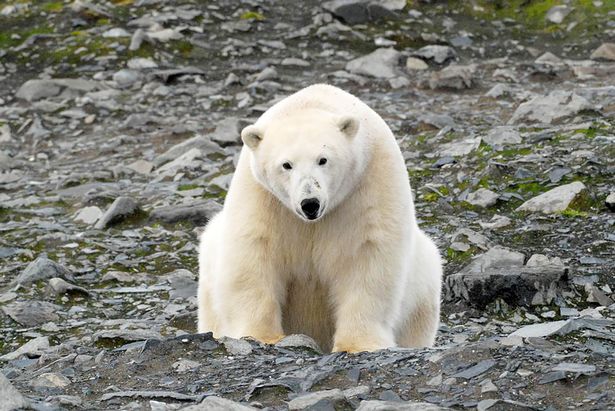 Хотел похитить \"находку гола\": белый медведь напал на лагерь исследователей ради ноги мамонта