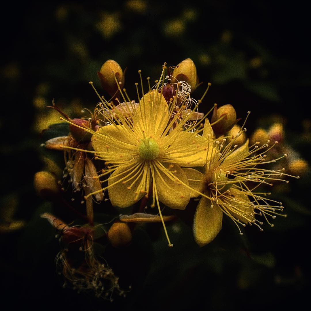 Удивительные снимки цветов крупным планом от Энн Венер