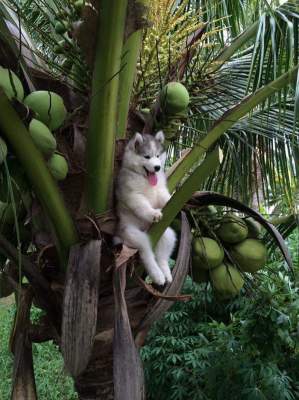 Хаски, застрявший на кокосовой пальме, стал героем Сети