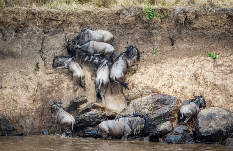 Тысячи антилоп гну переправляются через реку, кишащую голодными крокодилами. ФОТО