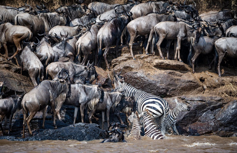 Тысячи антилоп гну переправляются через реку, кишащую голодными крокодилами. ФОТО
