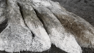 «Волосатое чудище» вымыло на берег Камчатки после шторма. ФОТО
