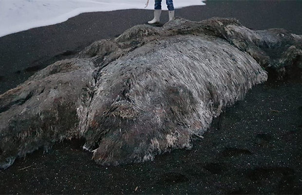 «Волосатое чудище» вымыло на берег Камчатки после шторма. ФОТО