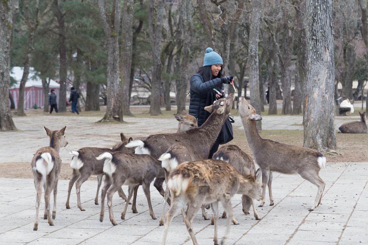 Когда привычных для нас голубей заменяют экзотические животные. ФОТО