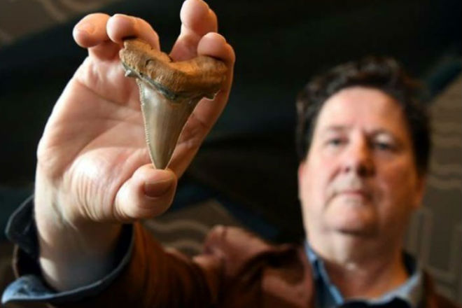На пляже Австралии обнаружили огромные зубы древнейшего существа