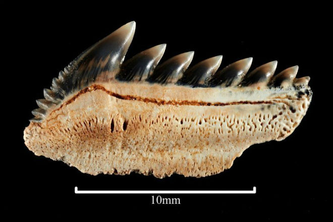 На пляже Австралии обнаружили огромные зубы древнейшего существа