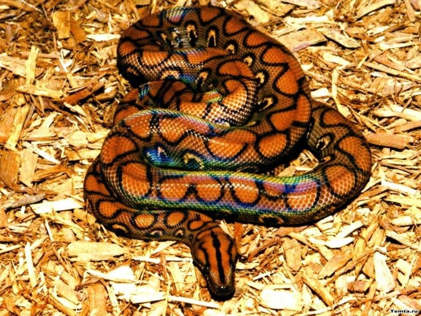 Радужный удав - самая красивая змея в мире