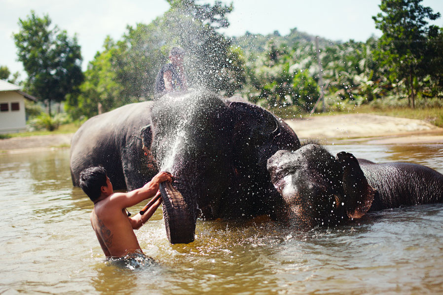 Слон — живой символ Королевства Таиланд