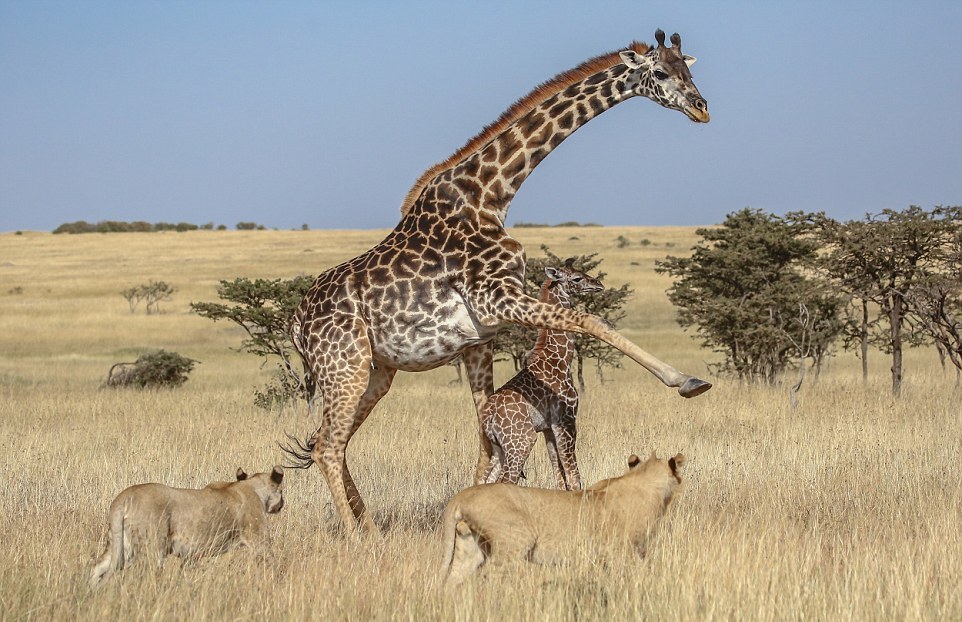 Прайд львов напал на самку жирафа с теленком