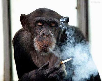 В Сочи курильщиков загонят в унизительные будки