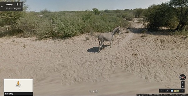 Животные попали в кадр на Картах Google