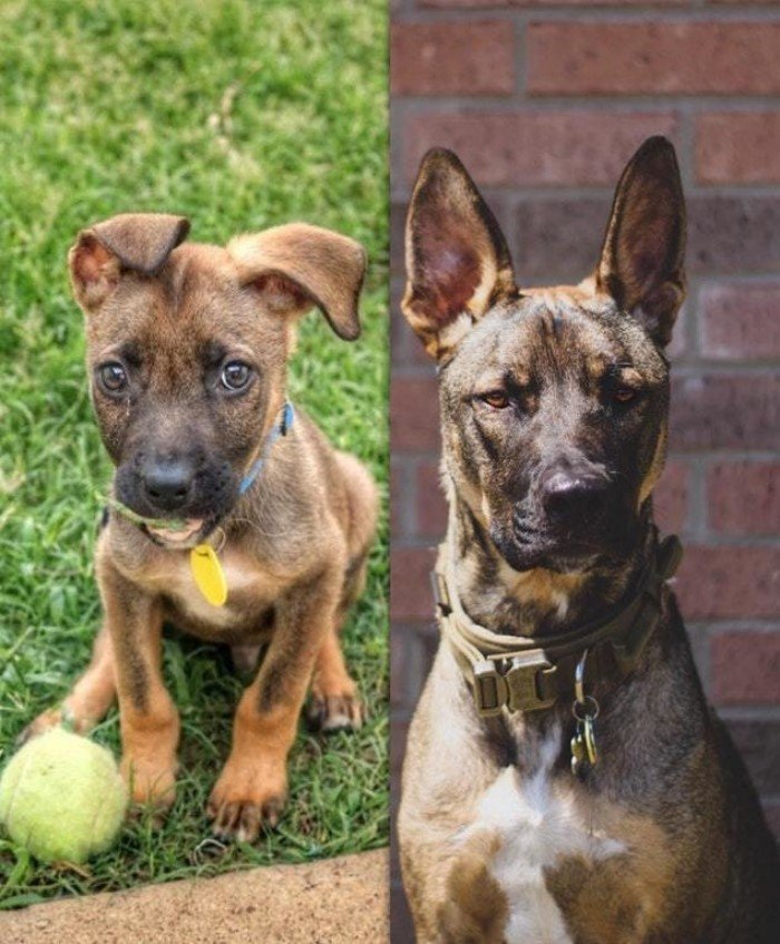 20 превращений из щенков во взрослых псов на снимках