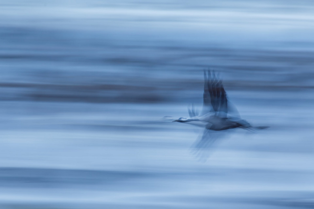 Лучшие работы с конкурса «Bird Photographer of the Year»