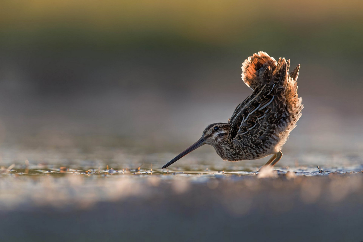 Лучшие работы с конкурса «Bird Photographer of the Year»