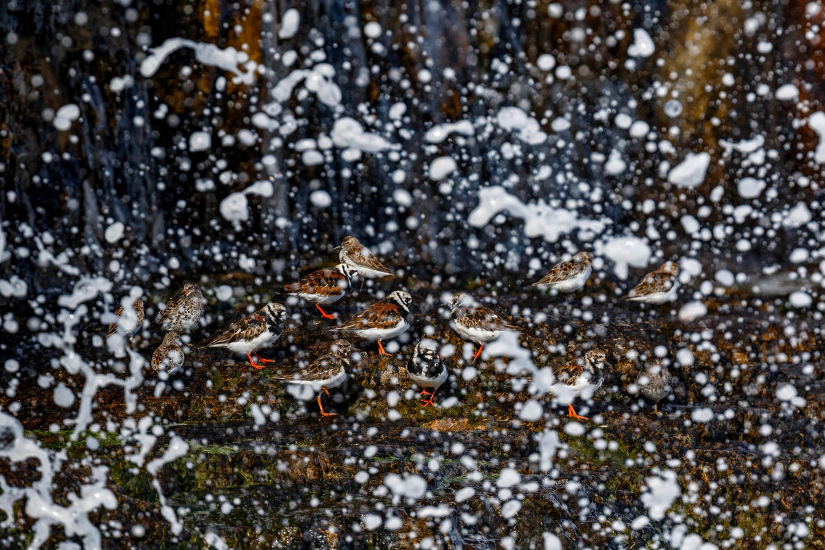 Лучшие работы с конкурса «Bird Photographer of the Year»