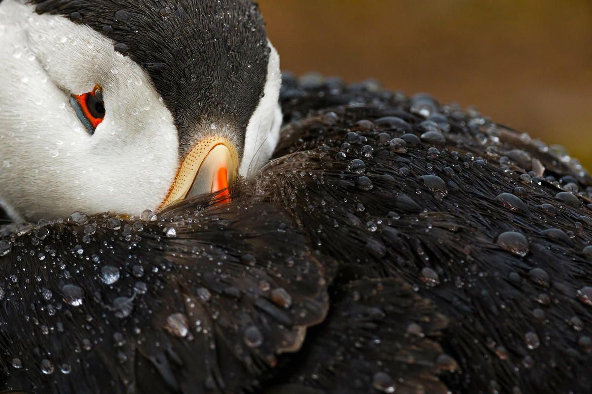 Лучшие работы с конкурса «Bird Photographer of the Year»