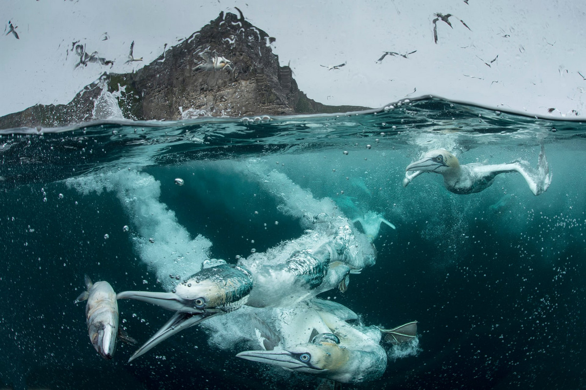 Лучшие работы с конкурса «Bird Photographer of the Year»