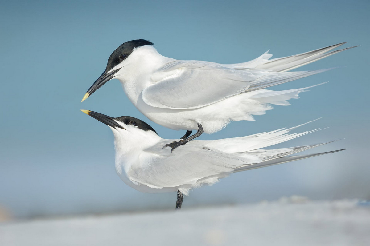 Лучшие работы с конкурса «Bird Photographer of the Year»