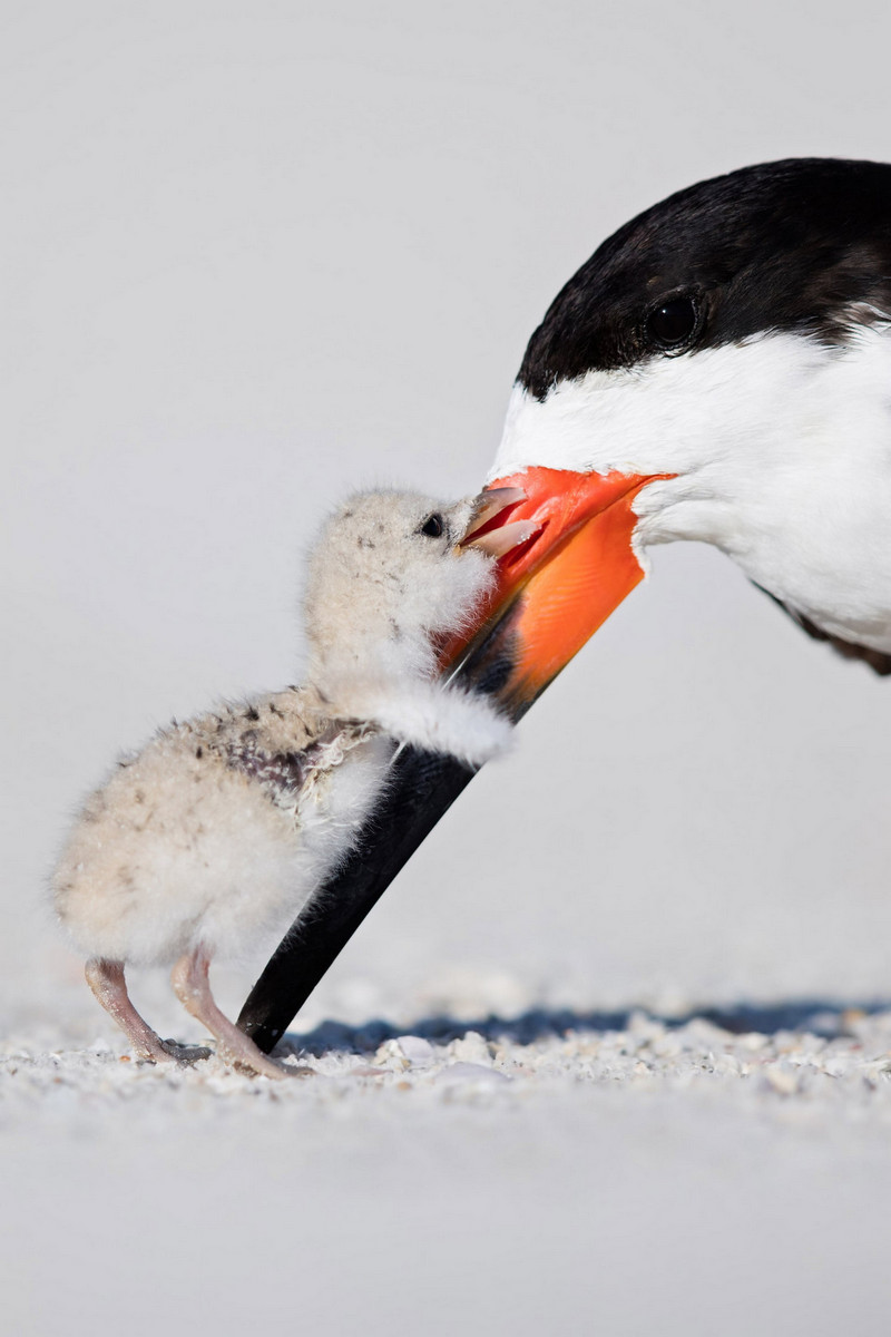 Лучшие работы с конкурса «Bird Photographer of the Year»