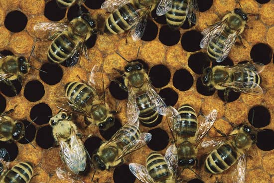 Ученые выяснили причину вымирания пчел в мире 