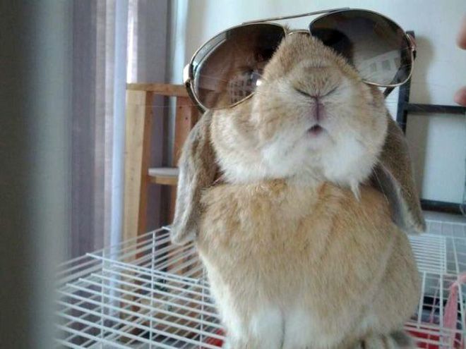 Кролики очень круто смотрятся в солнцезащитных очках