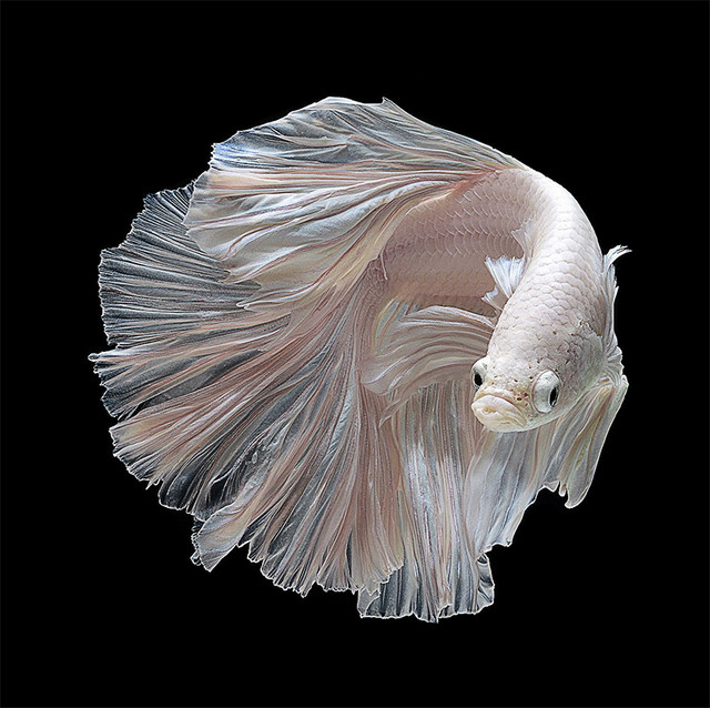 Фантастические снимки рыб от тайского фотографа