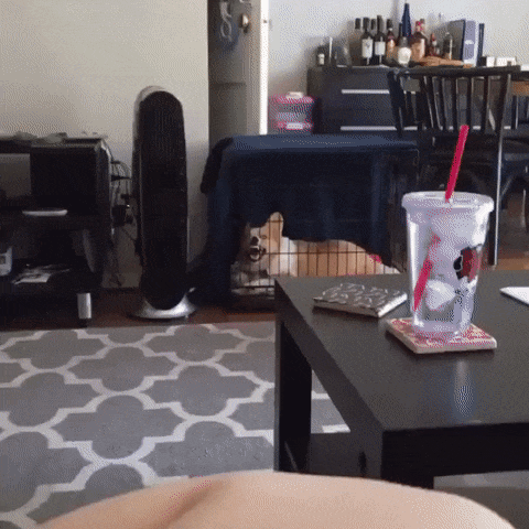 Жизнь не будет прежней после знакомства с корги. ФОТО