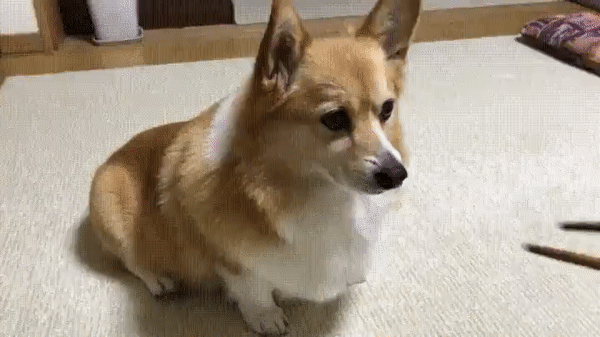 Жизнь не будет прежней после знакомства с корги. ФОТО