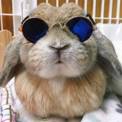 Забавные кролики в солнцезащитных очках