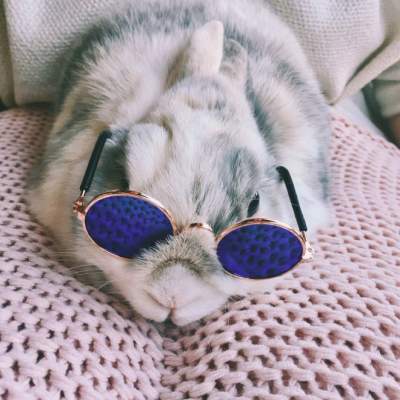 Забавные кролики в солнцезащитных очках