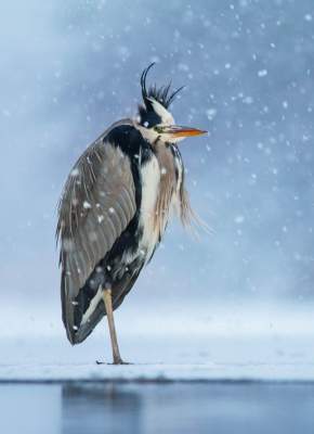 Лучшие снимки пернатых по версии Bird Photographer of the Year. Фото