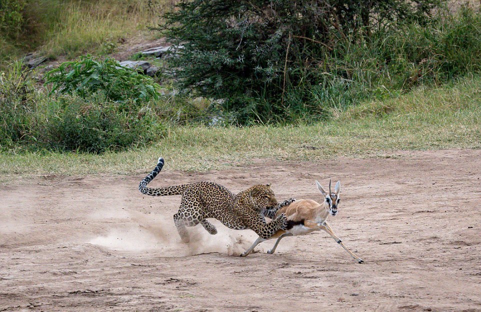 Стремительная охота самки леопарда на газель