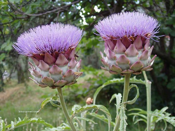 Artichokes-1