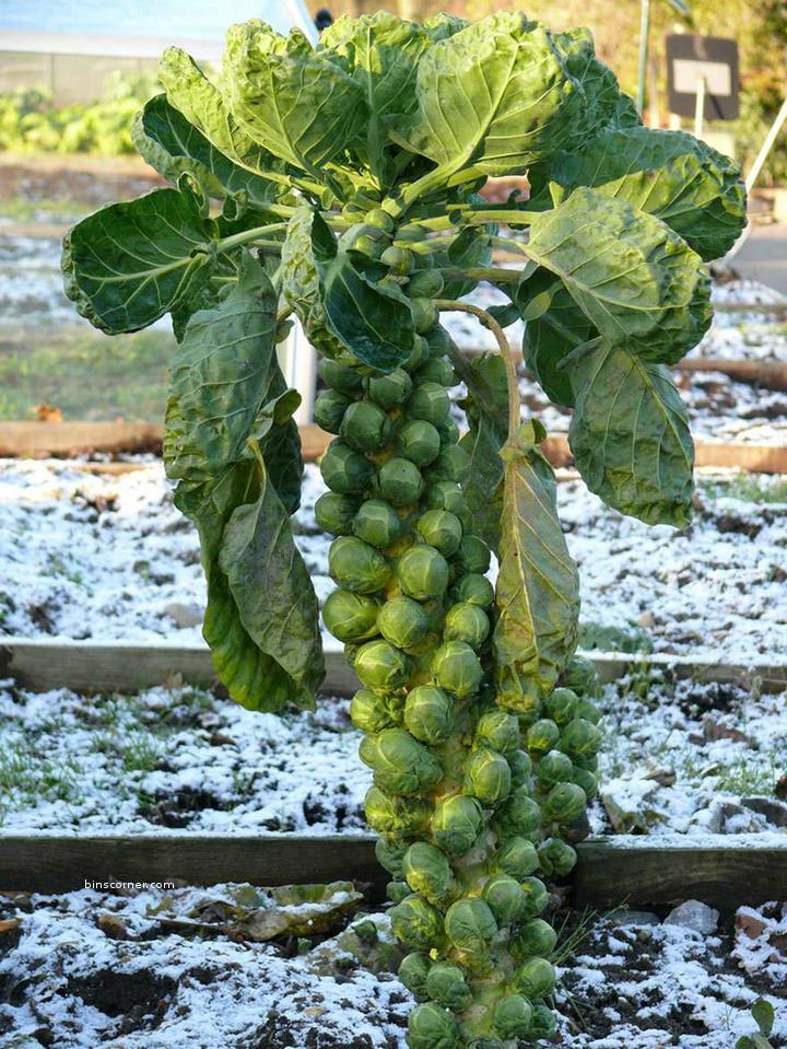 Brussel Sprouts-1