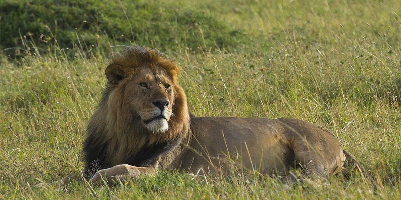 Могучие и грациозные африканские львы. ФОТО