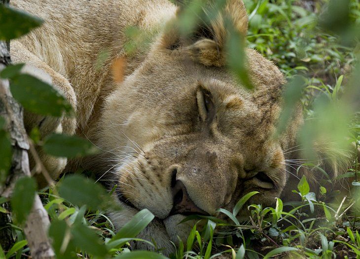 Фото: Могучие и грациозные африканские львы (Фото)
