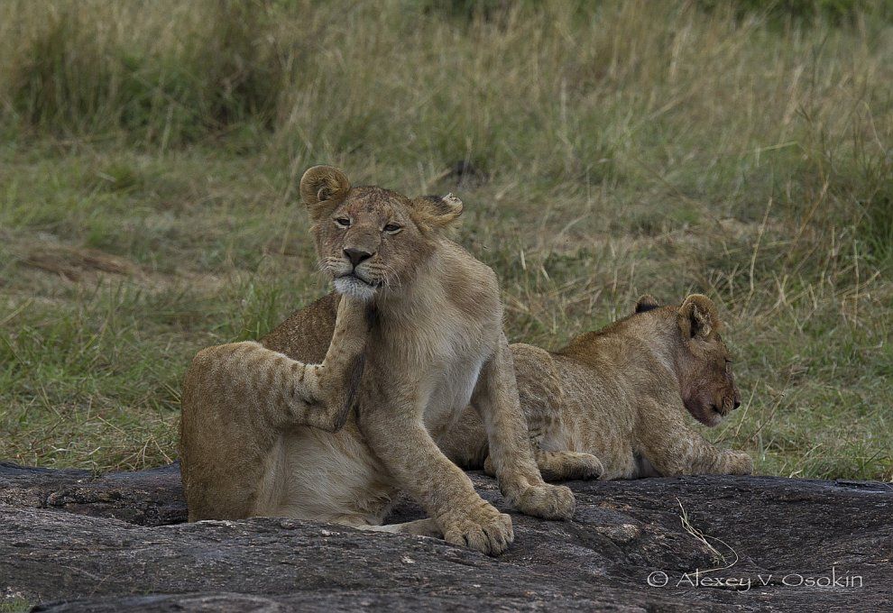 Фото: Могучие и грациозные африканские львы (Фото)