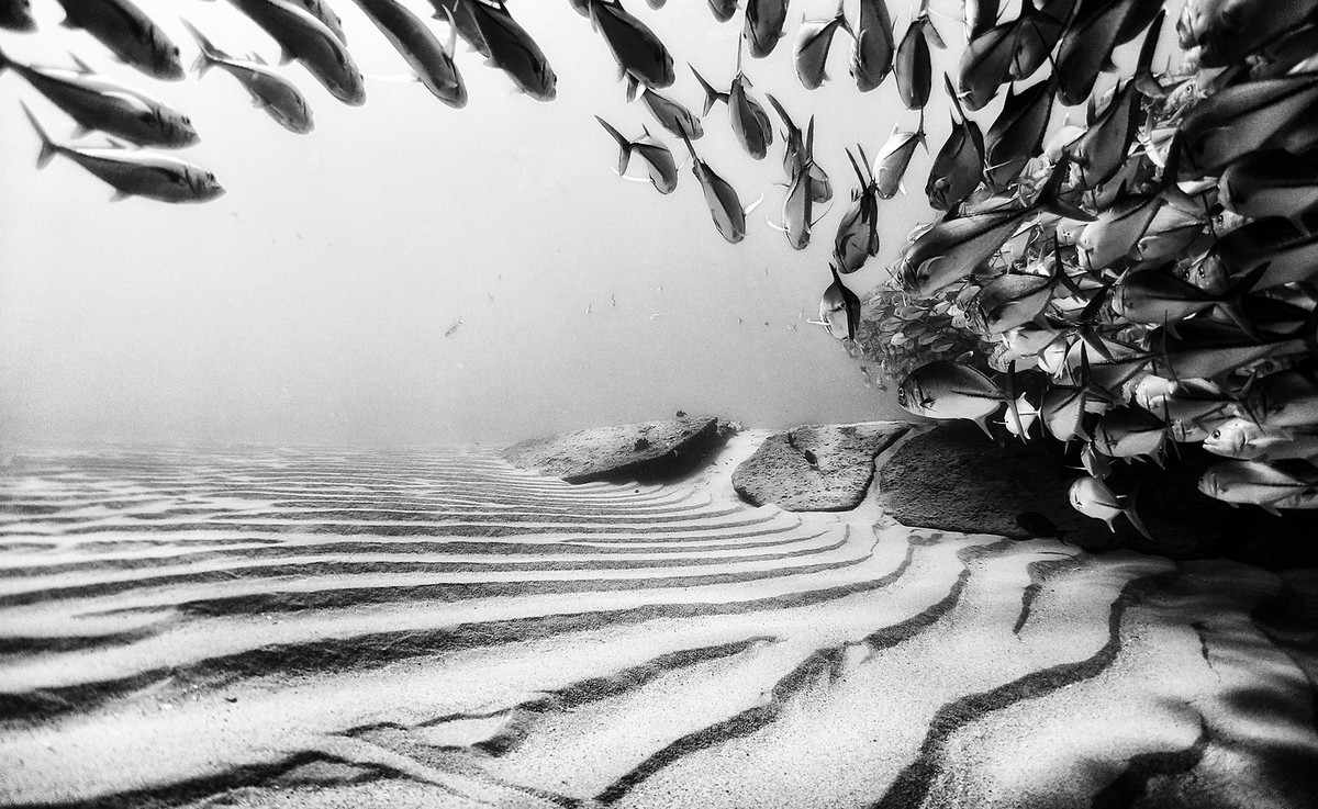 Подводное царство на снимках Ануара Пэтджэйна