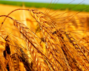 В этом году урожай зерновых ожидается хуже, чем в прошлом